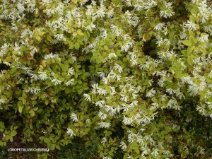 Loropetalum chinense - detail